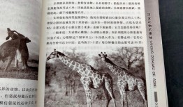 及答案大全，探索动物世界的奥秘