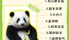 熊猫知识问答，了解国宝的趣味之旅