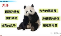 探秘国宝，熊猫知识资料全解析