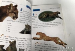 动物百科常识选择题解析，探索动物世界的奥秘