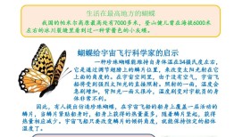 蝴蝶的英文及其文化意义