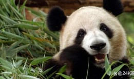 熊猫知识大百科，了解这些可爱的国宝