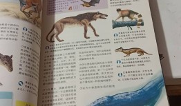 百科全书知识大全，动物世界的奇妙之旅