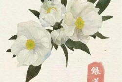 花与花名大全，探索花卉世界的多彩斑斓