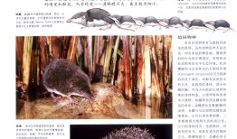 动物百科全书，探索自然界的奇妙生物