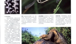 动物百科大全，探索地球生命的多样性