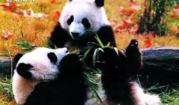 熊猫知识大百科，了解这些可爱的国宝