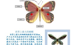 蝴蝶的英文表达及其文化意义