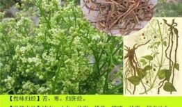 探索12000种中草药图片大全，传统医学的瑰宝