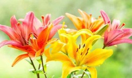 花的寓意，自然之美与文化象征的交融