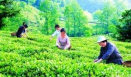 探索降血压的神奇茶叶，健康生活新选择