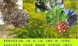 探索12000种中草药图片大全，传统医学的瑰宝