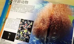 探索知识的海洋，儿童百科问答题目大全