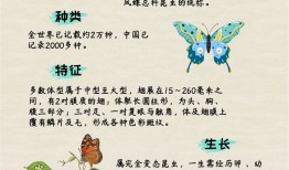 蝴蝶的英文单词及其文化意义