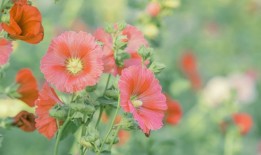花花世界，探索花花一词的多重含义
