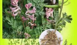 探索12000种中草药图片大全，传统医学的瑰宝