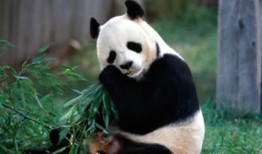 熊猫知识大百科，了解这些可爱的国宝