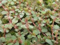探索农村宝藏，50种常见药草的药用价值与应用