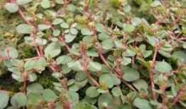 探索农村宝藏，50种常见药草的药用价值与应用