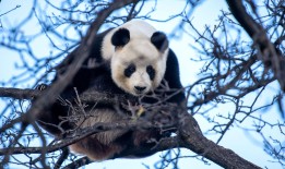 The Enchanting World of Pandas:A Comprehensive Guide to Panda Knowledge