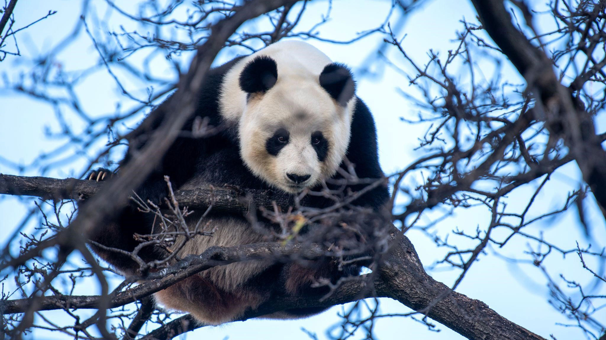 The Enchanting World of Pandas:A Comprehensive Guide to Panda Knowledge