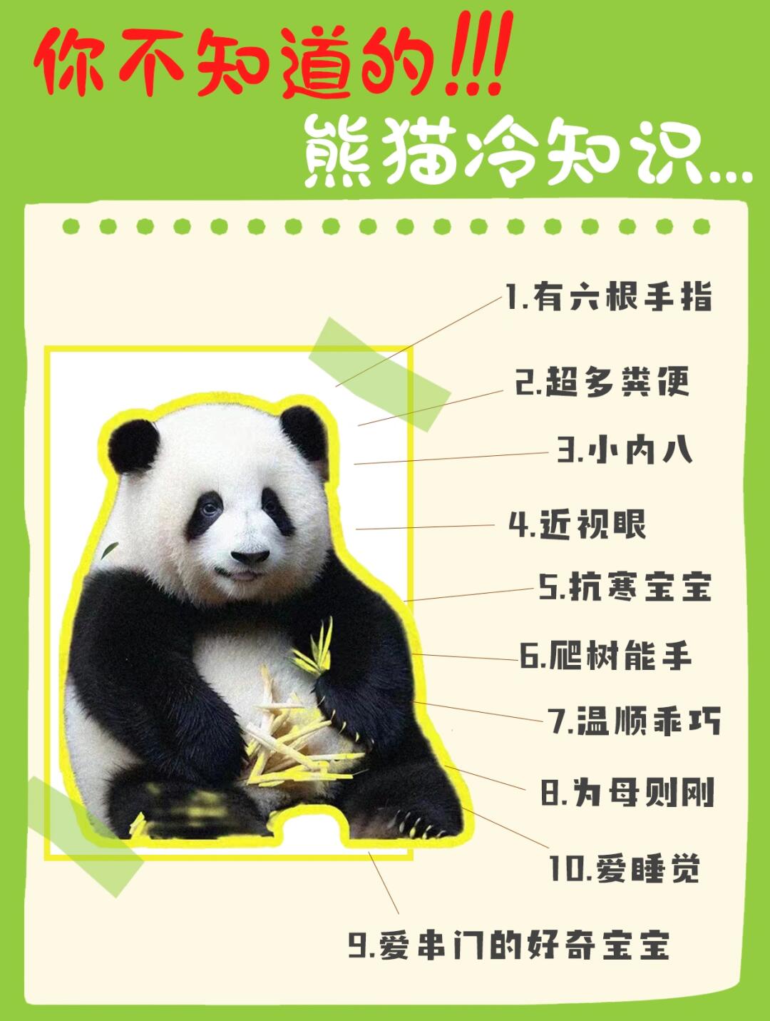 熊猫知识问答，了解国宝的趣味之旅