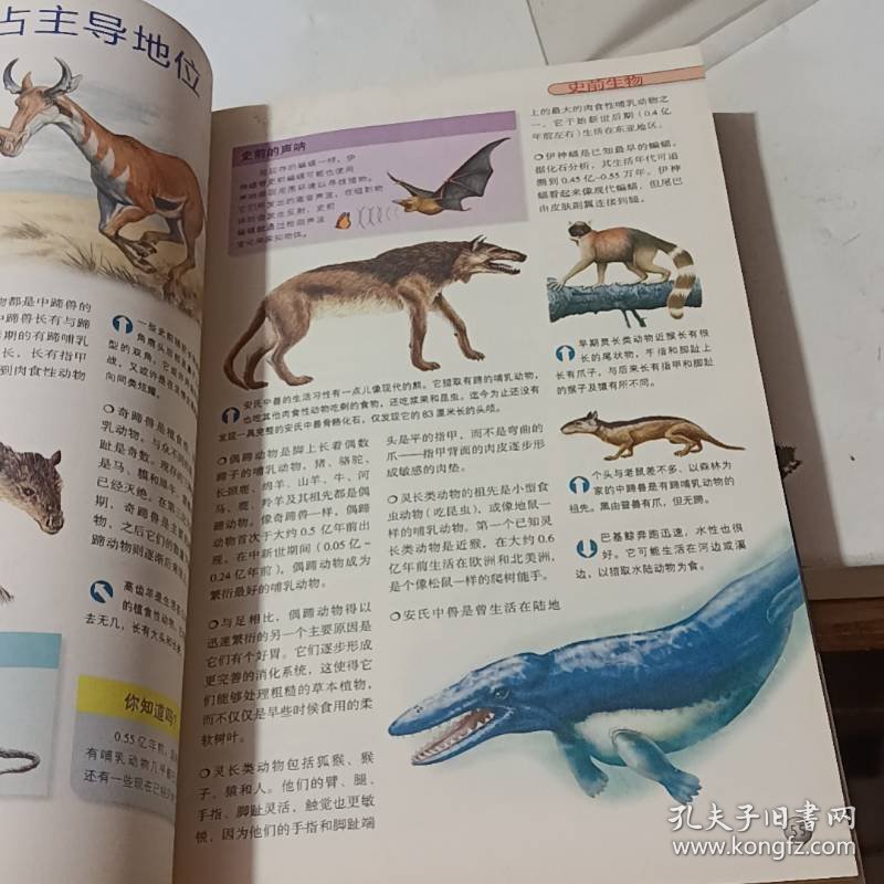 百科全书知识大全，动物世界的奇妙之旅