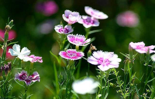 花花世界，探索花花一词的多重含义