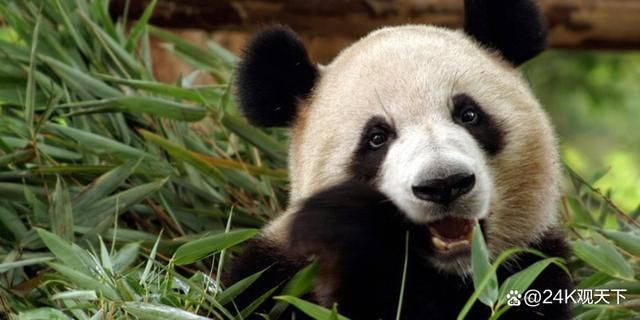 熊猫知识大百科，了解这些可爱的国宝