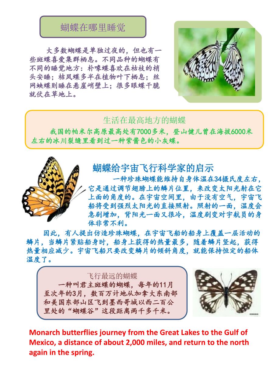 蝴蝶的英文及其文化意义