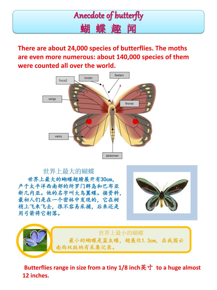 蝴蝶的英文表达及其文化意义