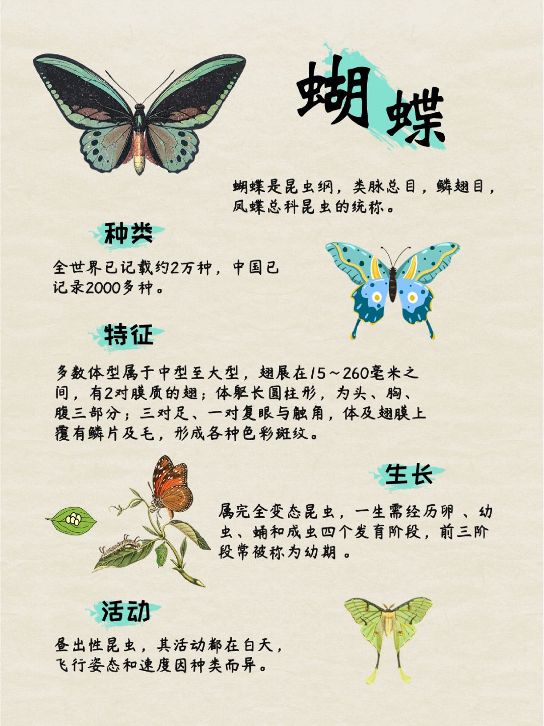 蝴蝶的英文单词及其文化意义