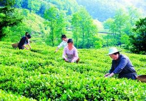 探索降血压的神奇茶叶，健康生活新选择