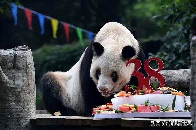 揭秘熊猫，一般人不知道的十大冷知识