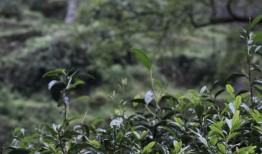 探索茶的神奇功效，降血脂降血压的茶类推荐