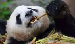 揭秘，一般人不知道的熊猫知识