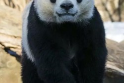 熊猫科普知识大全，了解这些可爱的国宝