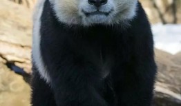 熊猫科普知识大全，了解这些可爱的国宝
