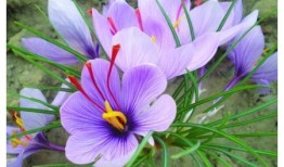花花，一种神秘而美丽的花卉