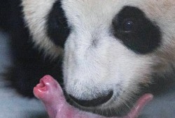 熊猫知识科普，保护濒危物种，传承文化价值