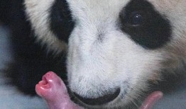 熊猫知识科普，保护濒危物种，传承文化价值
