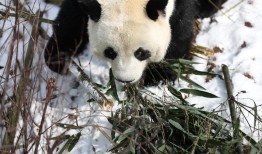 Panda Cats:Unveiling the Coolest Cold Facts in English