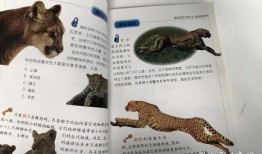 动物百科常识选择题解析，探索动物世界的奥秘
