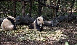熊猫，中国的国宝与全球的环保使者