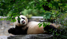 Panda Cats:Unveiling the Coolest Cold Facts in English