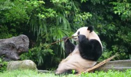 熊猫冷知识大全，探索这些可爱生灵的神秘世界