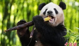 熊猫知识科普，保护濒危物种，传承文化价值
