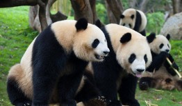 熊猫，中国的国宝与全球的环保使者