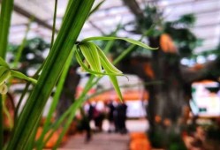 与花共舞，探索与花卉相伴的愉悦心情