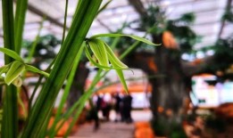 与花共舞，探索与花卉相伴的愉悦心情